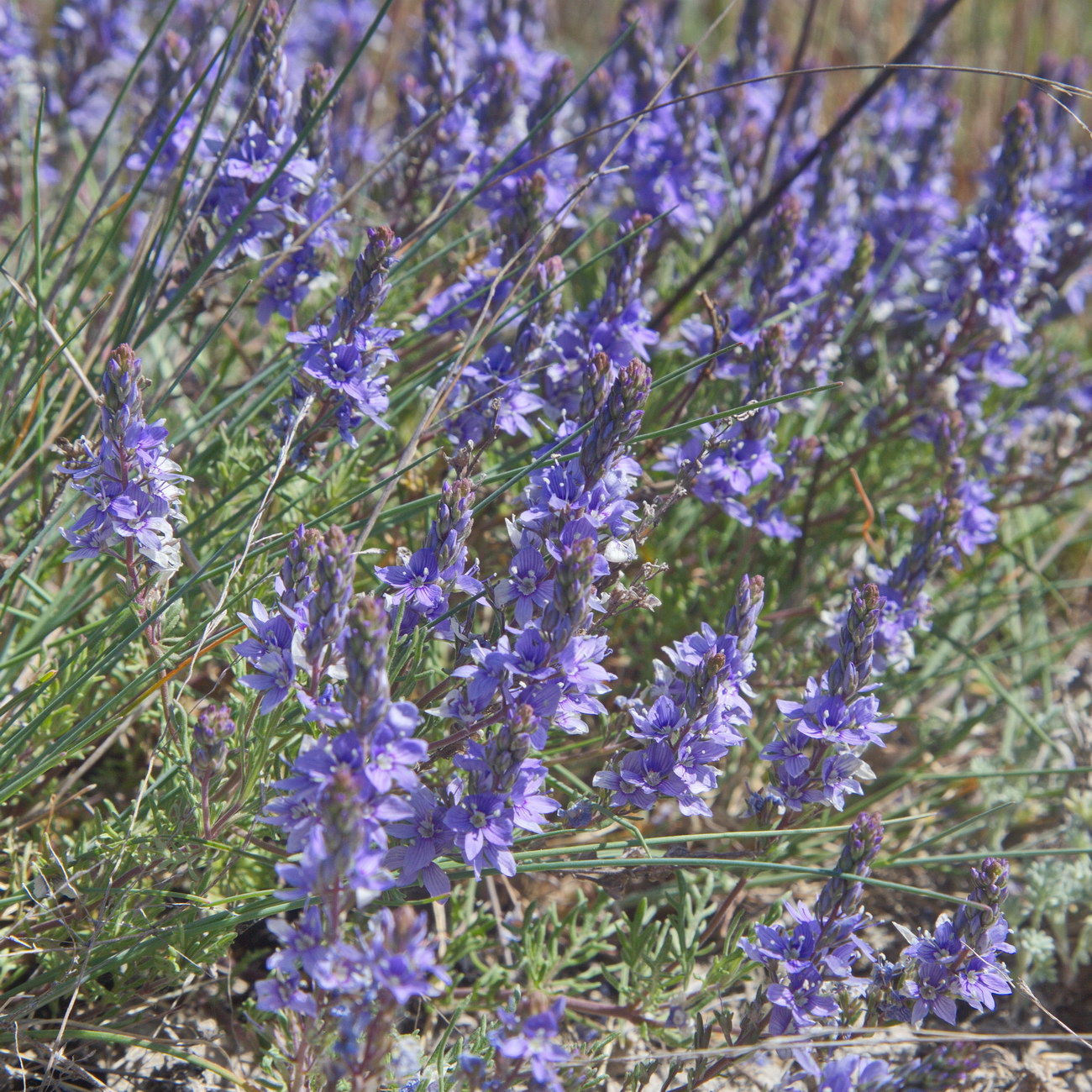Изображение особи Veronica capsellicarpa.
