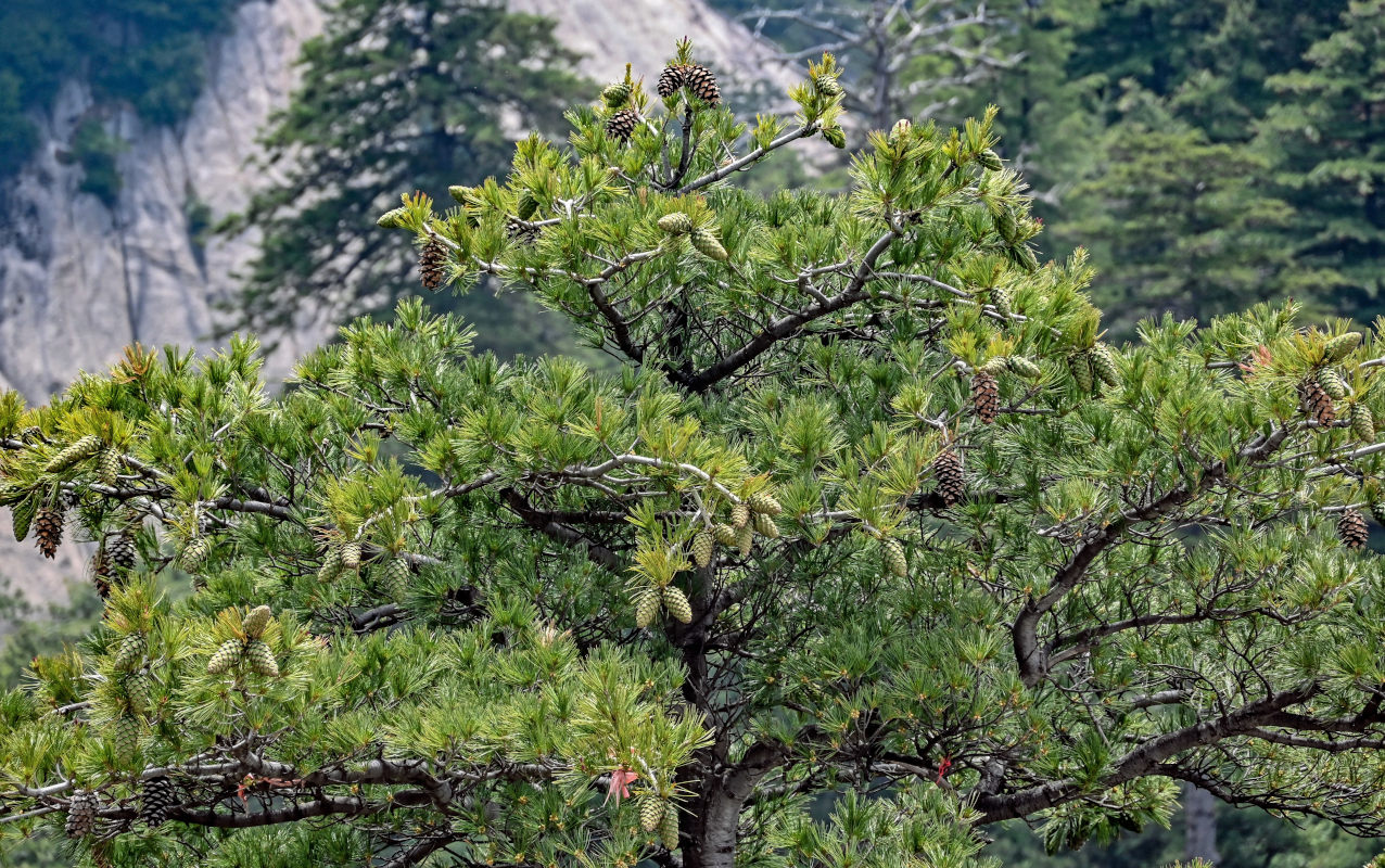 Image of Pinus armandii specimen.