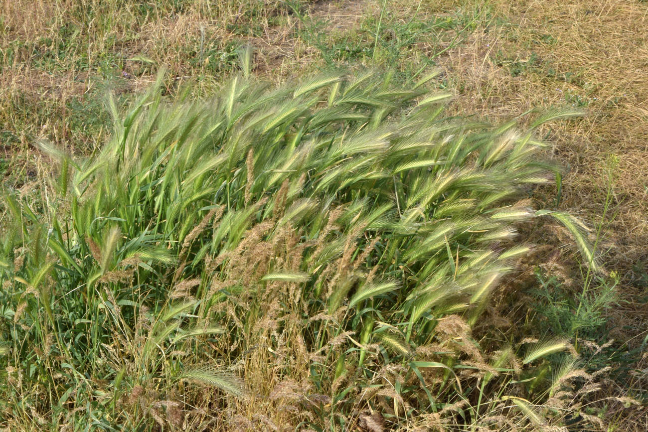 Image of Hordeum leporinum specimen.