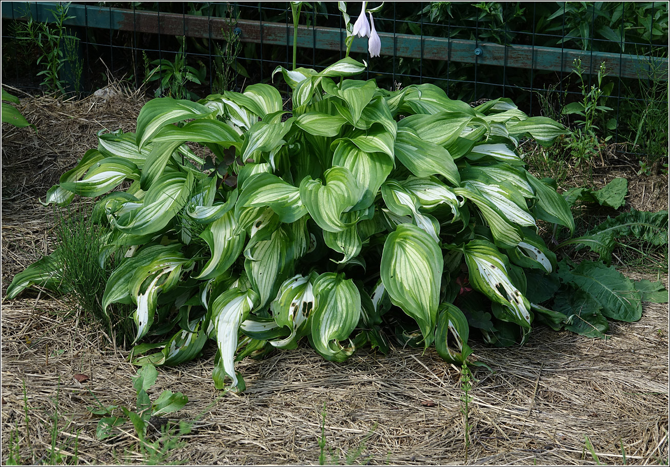 Изображение особи род Hosta.