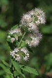genus Spiraea. Соцветие. Санкт-Петербург, Старый Петергоф рядом с ж.-д. платформой \"Университетская\", опушка мелколиственного леса на обочине подъездной дороги. 27.07.2025.