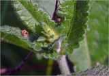 Betonica officinalis. Верхушка растения с развивающимся соцветием. Московская обл., Раменский р-н, окр. ж.-д. платформы Хрипань, просека в смешанном лесу. 05.05.2025.
