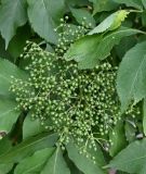 Sambucus nigra. Соплодие с незрелыми плодами. Калининградская обл., г. Правдинск, у развалин мельницы. 23.07.2025.
