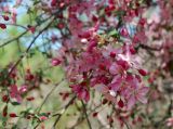 Malus niedzwetzkyana. Ветви с бутонами и цветками. ЛНР, Луганск, аграрный университет, у площадки по минифутболу. 22.04.2025.