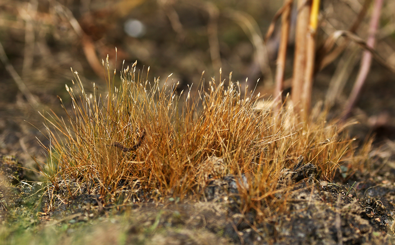 Изображение особи Eleocharis yokoscensis.