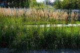род Calamagrostis