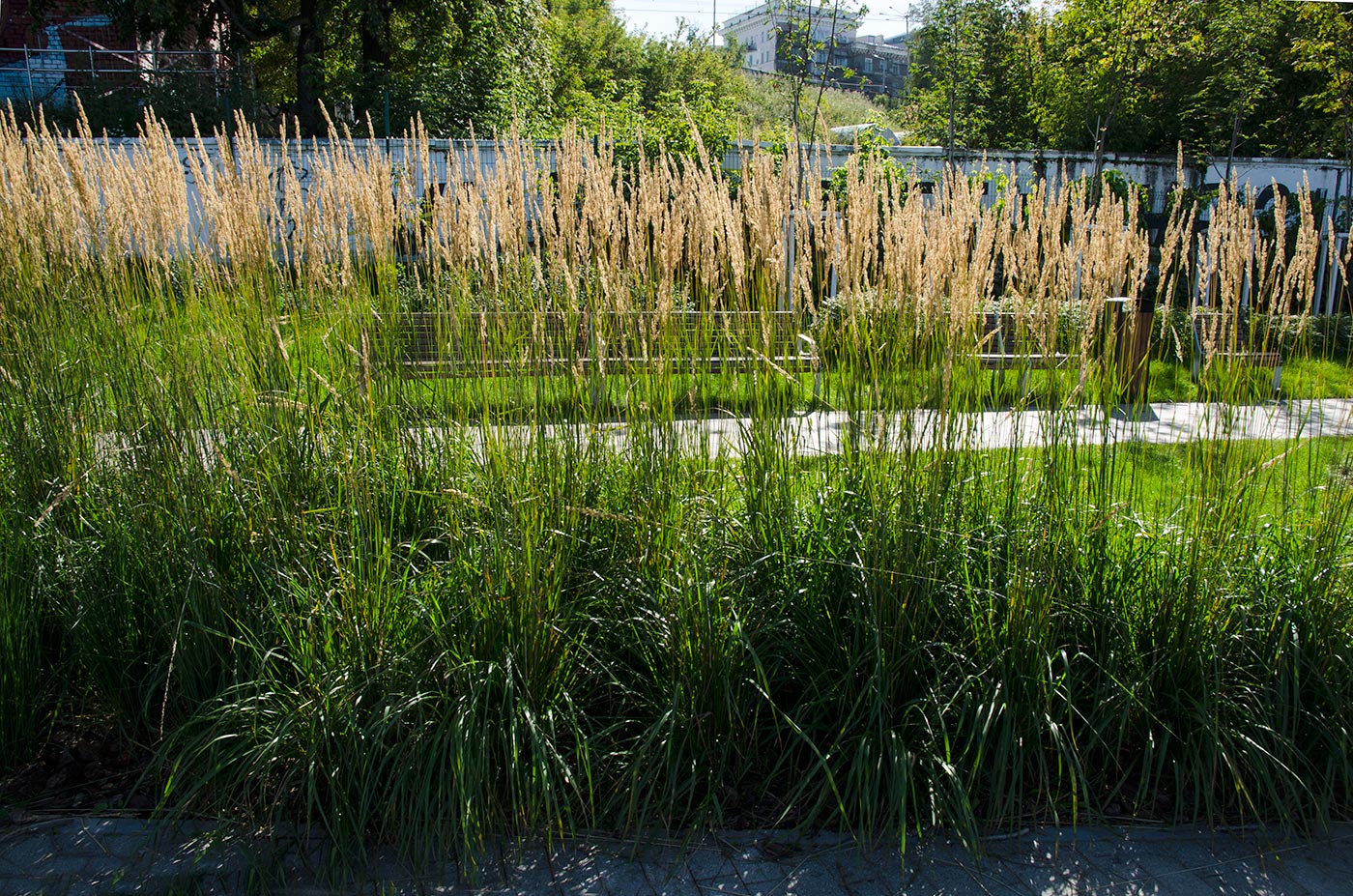 Изображение особи род Calamagrostis.