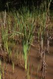 Смотреть изображение Typha latifolia