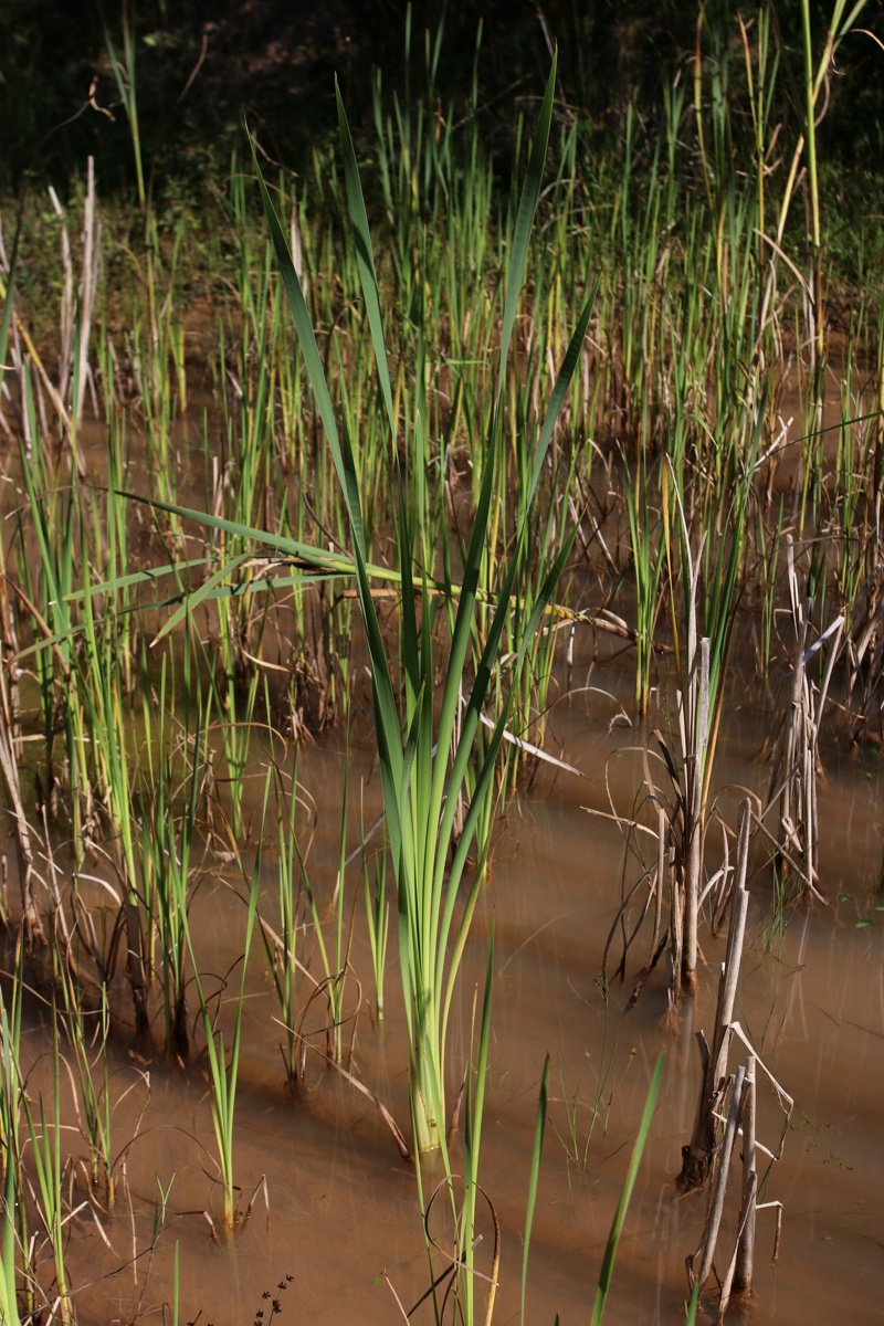 Изображение особи Typha latifolia.