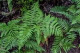 Pteridium aquilinum. Вайи. Португалия, о-в Мадейра, национальный парк \"Фанал\", ≈ 1300 м н.у.м., лавровый лес. 21.08.2025.