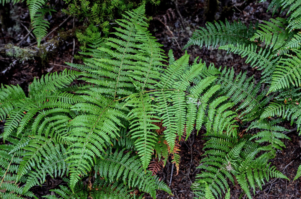 Изображение особи Pteridium aquilinum.