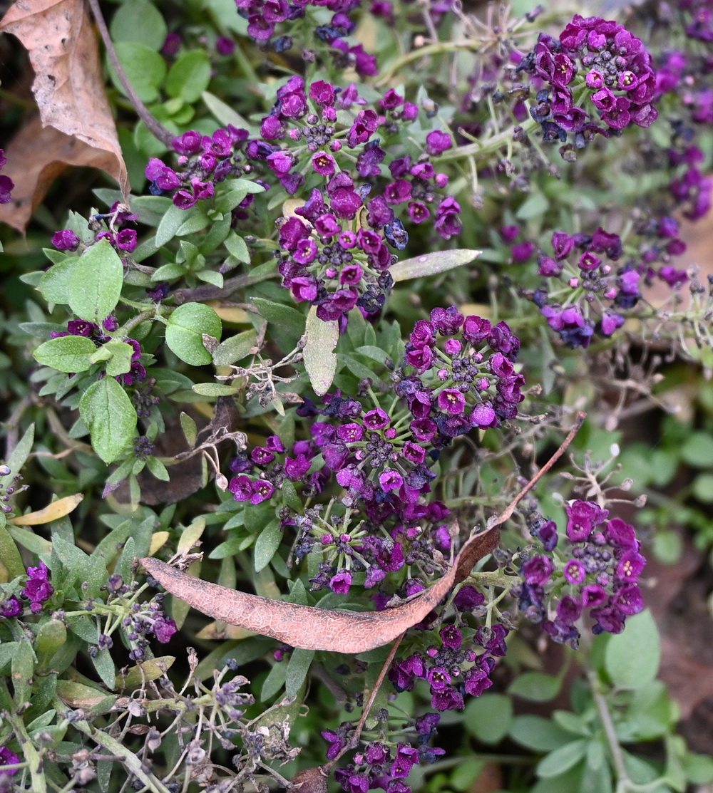 Изображение особи Lobularia maritima.