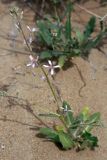 Strigosella scorpioides. Цветущее растение. Узбекистан, Кашкадарьинская обл., пески Сундукли. 07.04.2011.