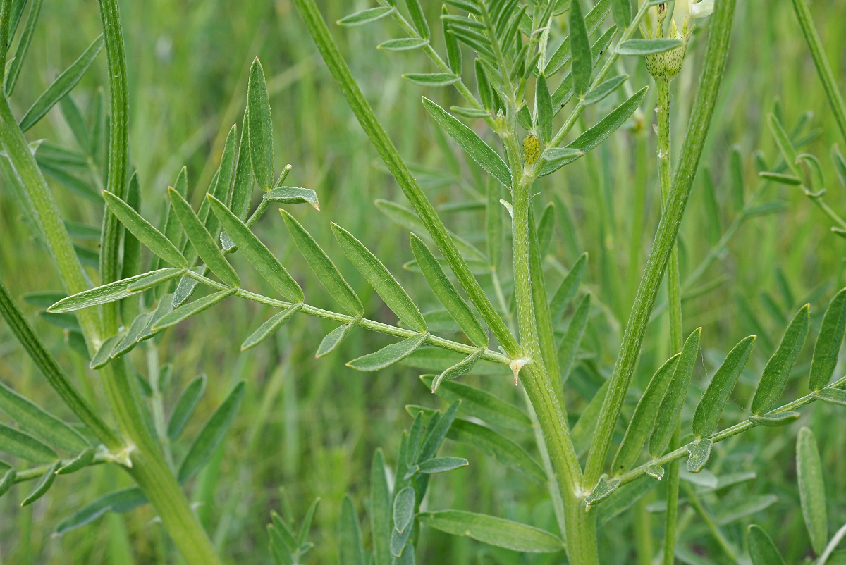 Image of Astragalus asper specimen.