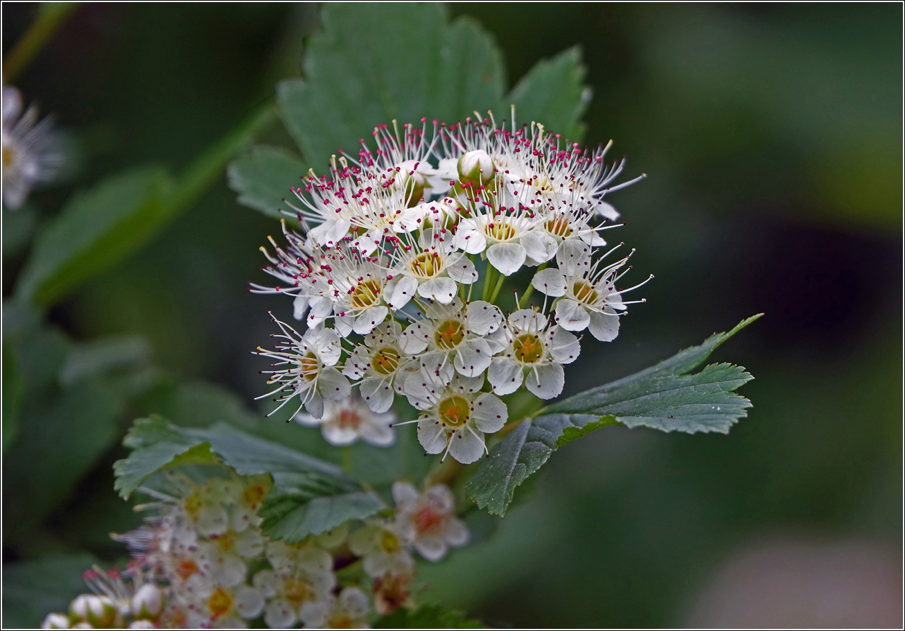 Изображение особи Physocarpus opulifolius.