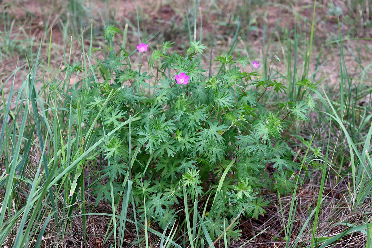Image of Geranium sanguineum specimen.