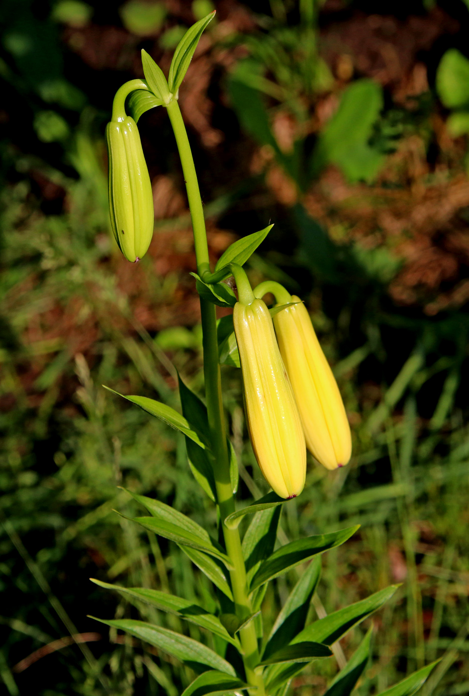 Image of Lilium monadelphum specimen.