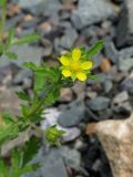 Potentilla supina