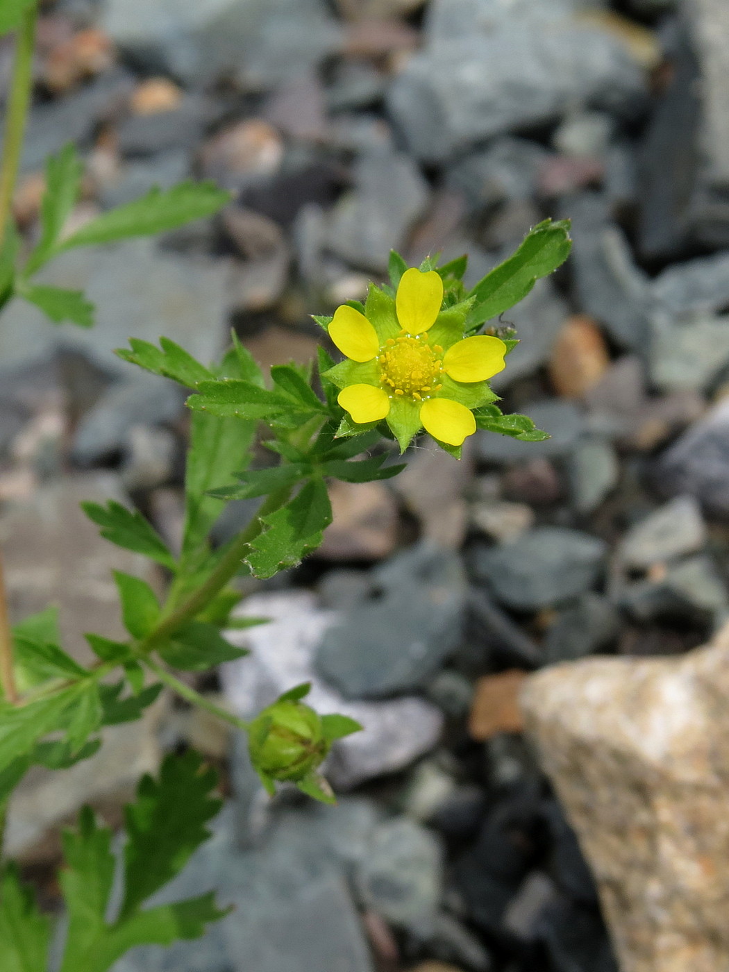 Изображение особи Potentilla supina.