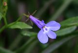 Lobelia erinus. Цветок. Белгородская обл., пос. Ракитное, ул. Сосновая, 2, в культуре. 8 сентября 2022 г.