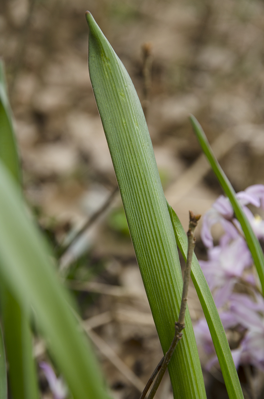 Изображение особи Chionodoxa luciliae.