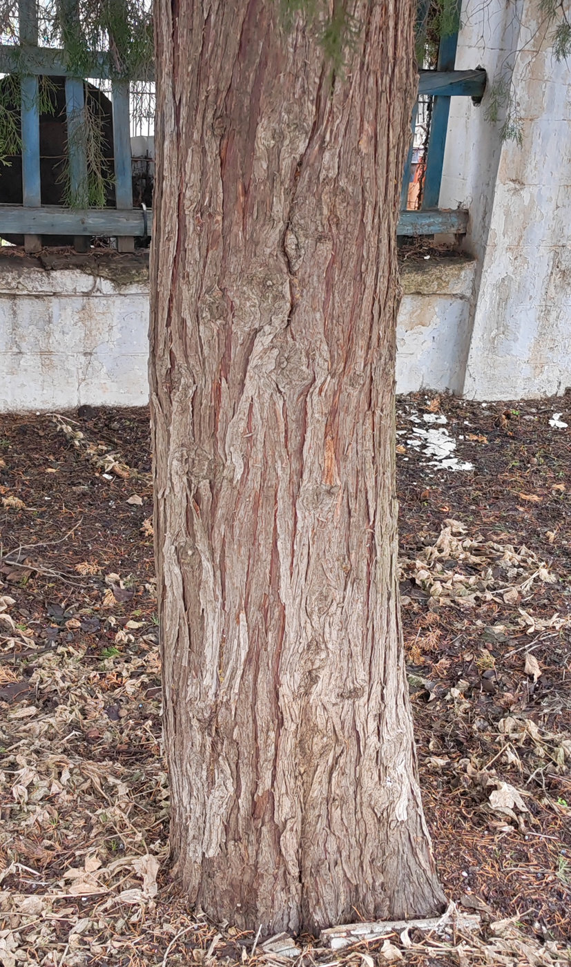 Изображение особи Juniperus virginiana.