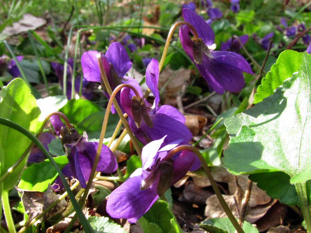 Изображение особи Viola odorata.