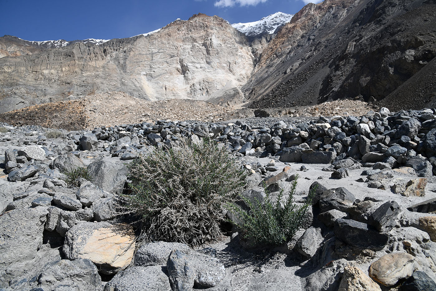 Image of Salsola montana specimen.