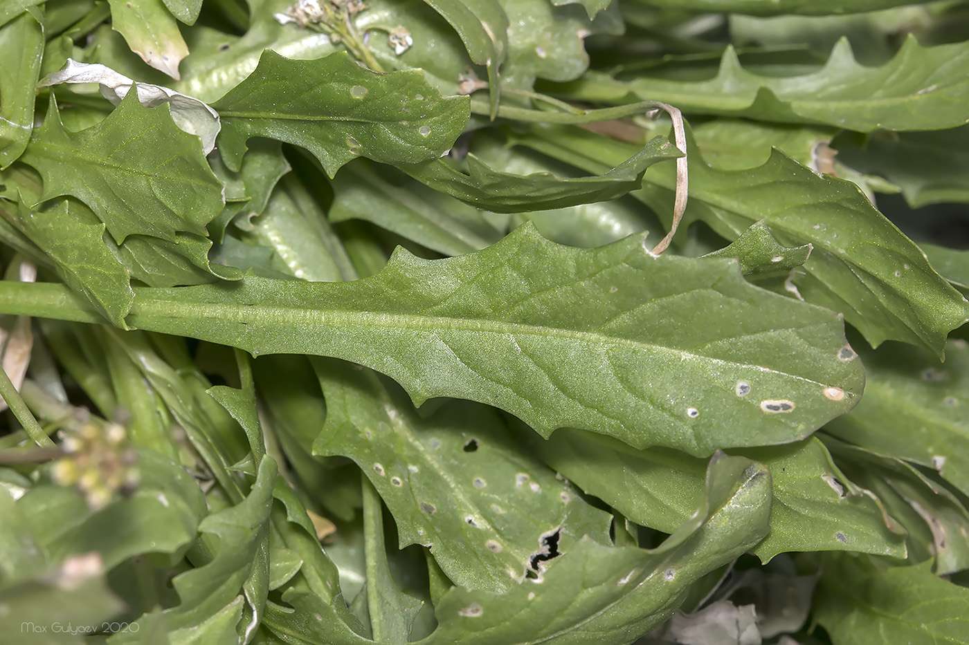 Изображение особи семейство Brassicaceae.