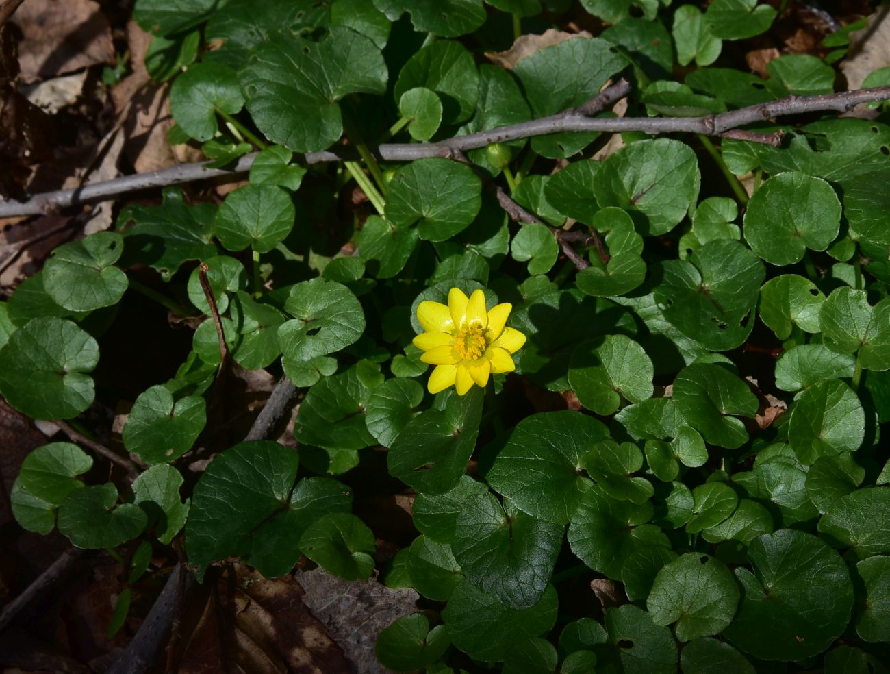 Image of Ficaria verna specimen.