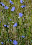 Cichorium intybus. Побеги с соцветиями. Тульская обл., Заокский р-н, окр. с. Дмитриевское, залежь. 07.09.2025.