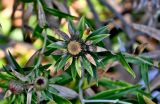 Carlina salicifolia