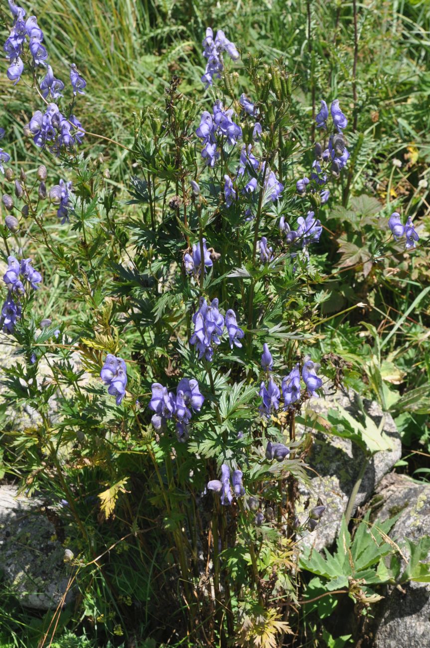 Image of Aconitum cymbulatum specimen.