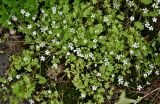 Saxifraga granulifera. Цветущие растения. Китай, пров. Шэньси, национальный парк \"Хуашань\", ≈ 2000 м н.у.м., опушка смешанного леса. 02.06.2025.