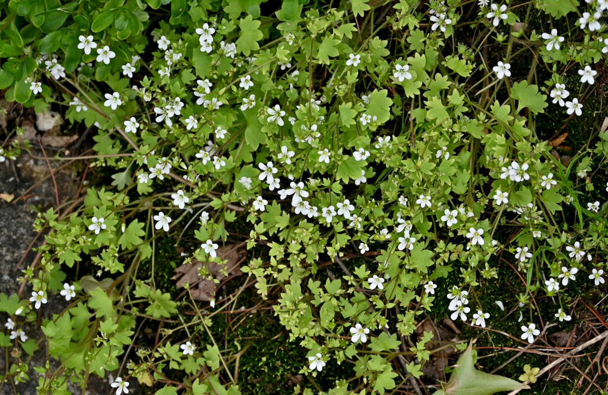 Изображение особи Saxifraga granulifera.