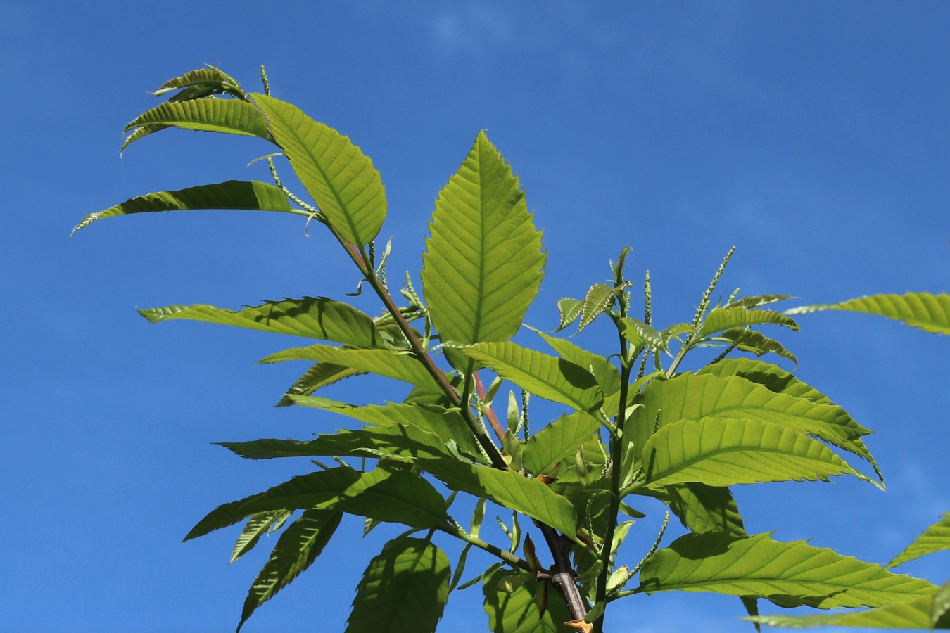 Изображение особи Castanea sativa.