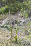Rumex acetosa