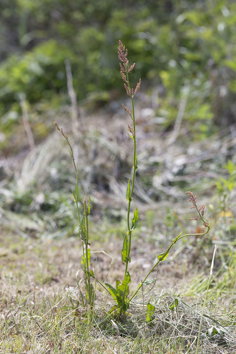 Изображение особи Rumex acetosa.