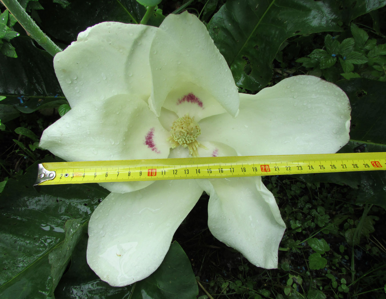 Image of Magnolia ashei specimen.