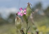Pleconax conica. Цветок. Крым, г. Симферополь, окр. мкр-на Пневматика, куэста, поляна. 21.05.2026.