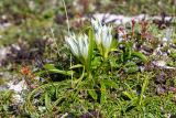 Gentiana algida. Цветущее растение. Хабаровский край, р-н имени Лазо, массив горы Ко, гора Столовая, выс. ≈ 1920 м н.у.м., горная тундра. 02.08.2026.
