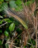Hordeum leporinum. Соцветие. Португалия, округ Бежа, окр. г. Карвальял, окраина зарослей кустарников. 06.06.2026.