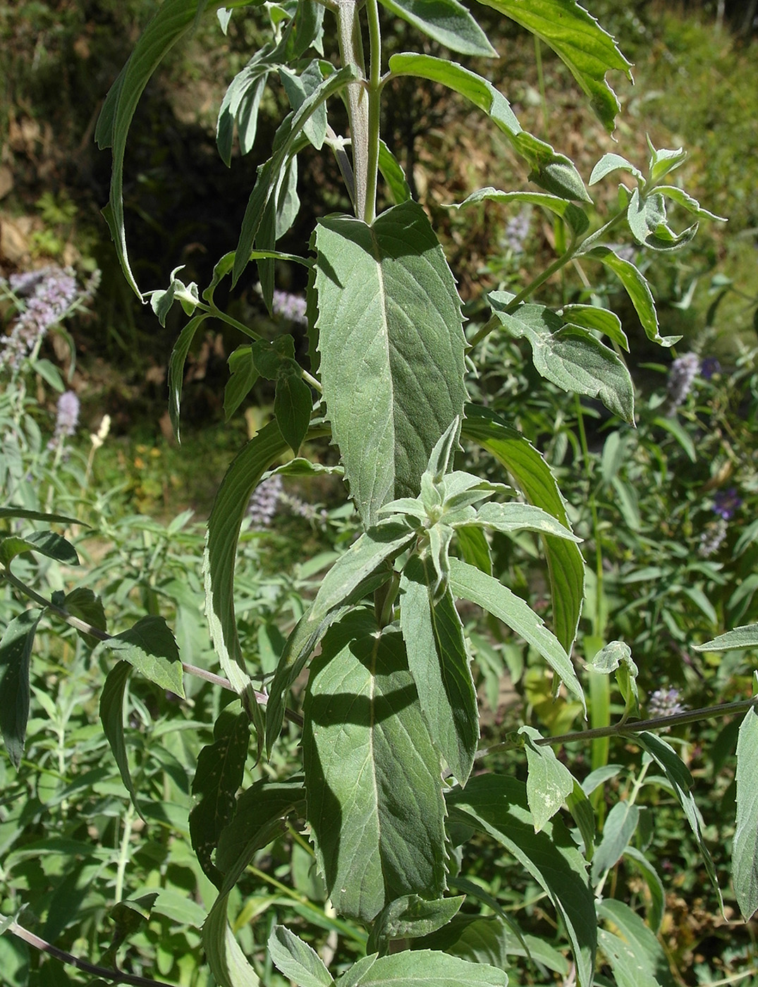 Image of Mentha asiatica specimen.