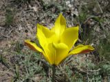 Tulipa tetraphylla