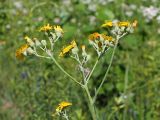 Pilosella echioides. Общее соцветие. Ульяновская обл., Мелекесский р-н, окр. с. Лебяжье, сосновый лес с примесью липы и берёзы на песчаном грунте, зарастающая просека. 09.07.2024.