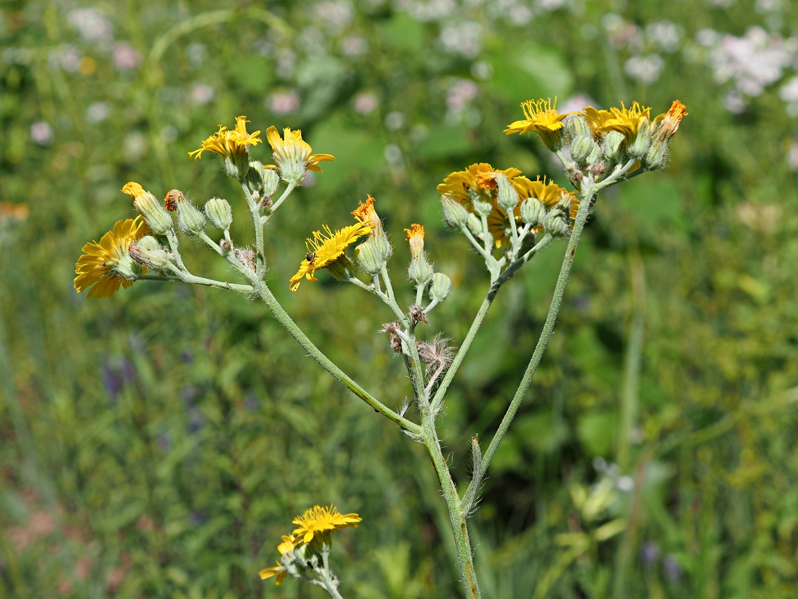 Изображение особи Pilosella echioides.