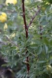 Rosa platyacantha. Часть побега с шипами и листьями. Кыргызстан, Нарынская обл., Ак-Талинский р-н, 16 км к юго-западу от с. Кош-Дёбё. ~ 2600 м н.у.м., разнотравный луг на каменисто-глинистом склоне. 07.07.2026.