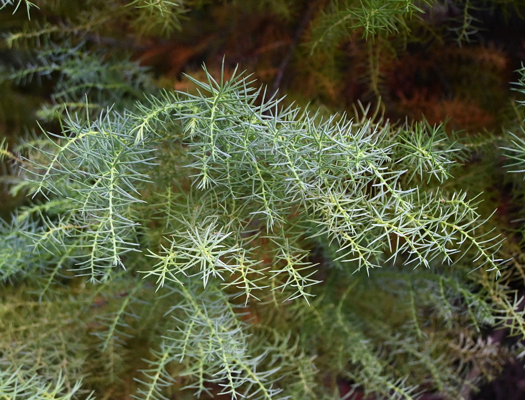 Изображение особи Cryptomeria japonica.
