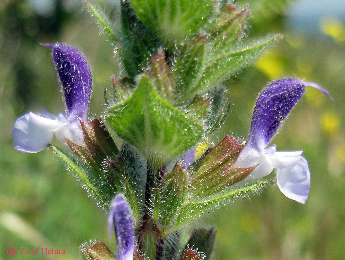 Изображение особи Salvia viridis.