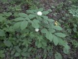 Paeonia obovata